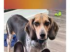 Duke Beagle Puppy Male
