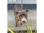 MIDAS Pit Bull Terrier Young Male