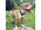Mazzy Pit Bull Terrier Adult Female