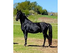 Black American Saddlebred Stallion