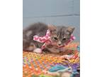 Adopt Bassett a Gray or Blue (Mostly) Persian / Mixed (short coat) cat in