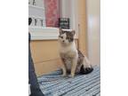 Adopt Morticia a White (Mostly) Siamese / Mixed (short coat) cat in Orangeburg