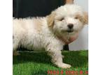 Adopt Beri 7424 a Tan/Yellow/Fawn Mixed Breed (Small) / Mixed dog in