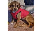 Adopt Nelson a Brown/Chocolate Rat Terrier / Catahoula Leopard Dog dog in