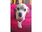 Adopt Jasper a Brown/Chocolate Rat Terrier / Catahoula Leopard Dog dog in