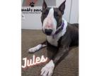 Adopt Jules a Bull Terrier / Mixed dog in Council Bluffs, IA (35924065)