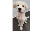 Adopt Nanuk a White Great Pyrenees / Mixed dog in Aurora, CO (34156515)