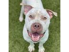 Brucey Pit Bull Terrier Adult Male
