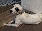 Available - Prince English Setter Adult Male