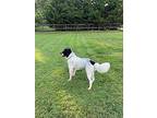 Available - Pluto English Setter Young Male