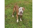 Pepper Pit Bull Terrier Young Male