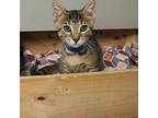 Ricotta Domestic Shorthair Kitten Male