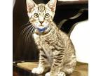 Quiznos Domestic Shorthair Kitten Male