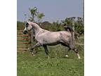 Stunning and Kind Arabian Stallion Available
