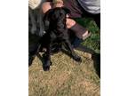 Adopt Edie a Labrador Retriever, Collie