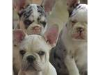 Imported Frenchie Puppies