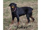 Adopt Joker a Rottweiler