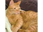 Adopt Addicted to Love TOMMY a Egyptian Mau, Persian