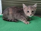 Blue Domestic Shorthair Kitten Female