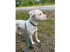 Adopt Blanco a Pit Bull Terrier