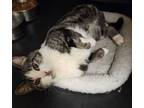 Adopt Bobby *Special Needs* *Foster Care* a Tabby