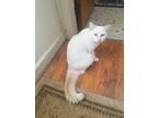 Adopt Beatrice a White (Mostly) Ragdoll (medium coat) cat in Morganton