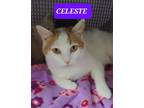 Adopt CELESTE a Orange or Red Tabby American Shorthair / Mixed (short coat) cat