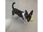 Colby Jack Boston Terrier Puppy Female