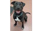 BENSON American Staffordshire Terrier Adult Male