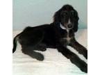 Afghan Hound Puppy for sale in Plainview, TX, USA