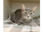 Adopt Buttercup a Gray, Blue or Silver Tabby Domestic Shorthair / Mixed (short