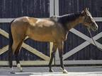 Adopt Livethedream a Bay Thoroughbred horse in Nicholasville, KY (35952914)