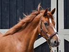 Adopt LeBeaux a Chestnut/Sorrel Warmblood / Mixed horse in Nicholasville