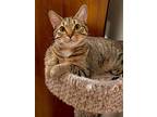 Adopt Froggy a Brown Tabby Domestic Shorthair / Mixed (short coat) cat in