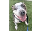 Adopt JAXX a Gray/Silver/Salt & Pepper - with White American Pit Bull Terrier /