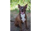 Adopt BULLET a American Staffordshire Terrier