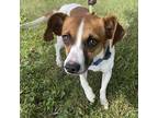 Leaf Jack Russell Terrier Young Male