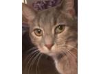 Adopt Betty a Dilute Calico