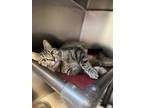 Adopt Nyla a Brown Tabby Domestic Shorthair (short coat) cat in Junction City