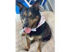 Adopt Lucy a Brown/Chocolate Australian Cattle Dog / Mixed dog in Palm Coast