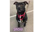 Adopt SHEVA a Black - with White American Pit Bull Terrier / Mixed dog in