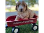 Goldendoodle Puppy for sale in Tremonton, UT, USA