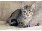 Adopt Kaa a Brown Tabby Domestic Shorthair (short coat) cat in Calgary