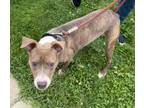 Adopt Charlotte a Gray/Silver/Salt & Pepper - with White American Pit Bull