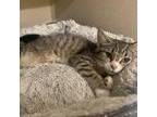 Adopt Katniss-kitten a Brown or Chocolate Domestic Shorthair / Mixed (short