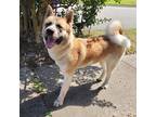 Adopt Peppermint a Red/Golden/Orange/Chestnut - with White Akita / Mixed dog in