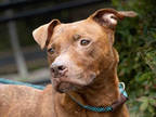 Adopt TACO a Brindle Plott Hound / Mixed dog in Atlanta, GA (35980506)