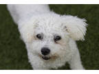 Adopt Bunny a White Bichon Frise / Mixed dog in Colorado Springs, CO (35978775)