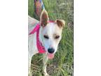 Adopt Carrie a Tan/Yellow/Fawn - with White Australian Cattle Dog dog in Niagara