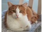 Adopt Lucy a American Bobtail